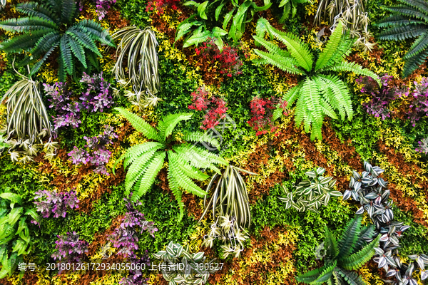 绿植花草背景