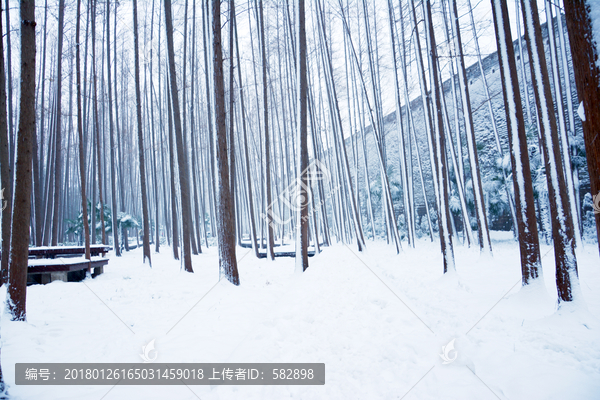 水杉林雪景