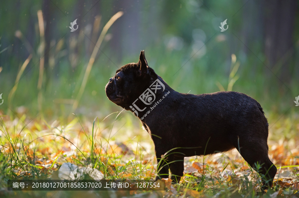 法国斗牛犬