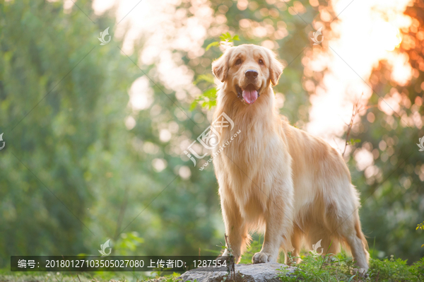 金毛巡回猎犬