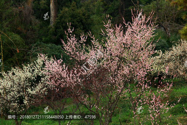 南京春色,花朵盛开,姹紫嫣红