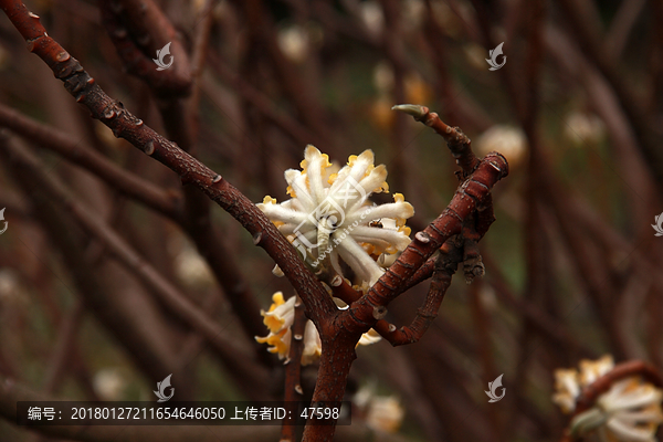 南京春色,花朵盛开,姹紫嫣红