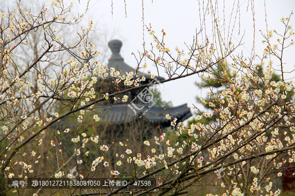 南京春色,花朵盛开,姹紫嫣红