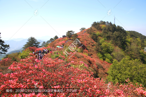 麻城龟山杜鹃花海美景