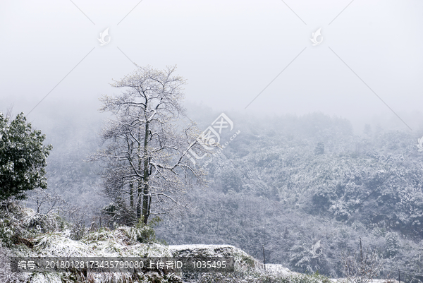 雪后的树林