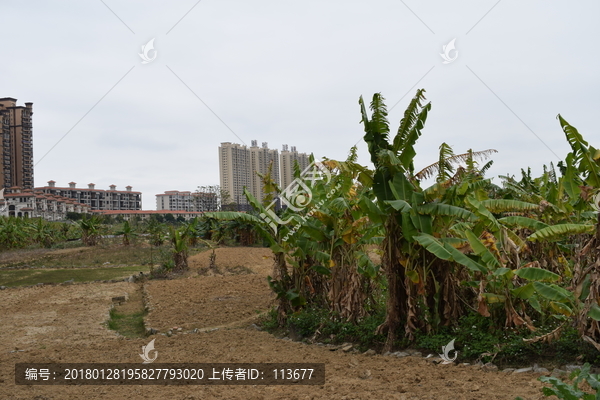 香蕉树种植