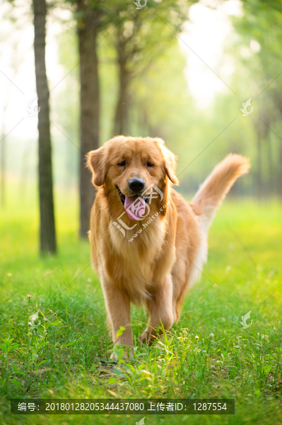 金毛巡回猎犬