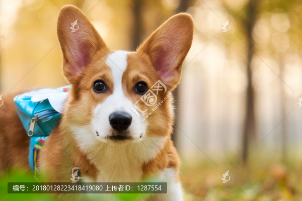 彭布罗克威尔士柯基牧牛犬