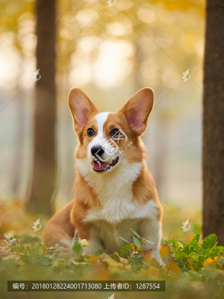 彭布罗克威尔士柯基牧牛犬