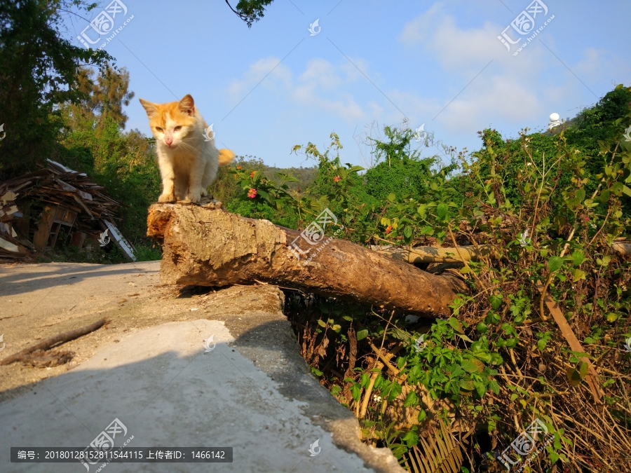 霸气猫咪