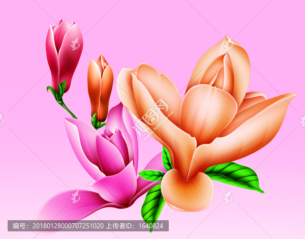 花紋,蘭花,花卉