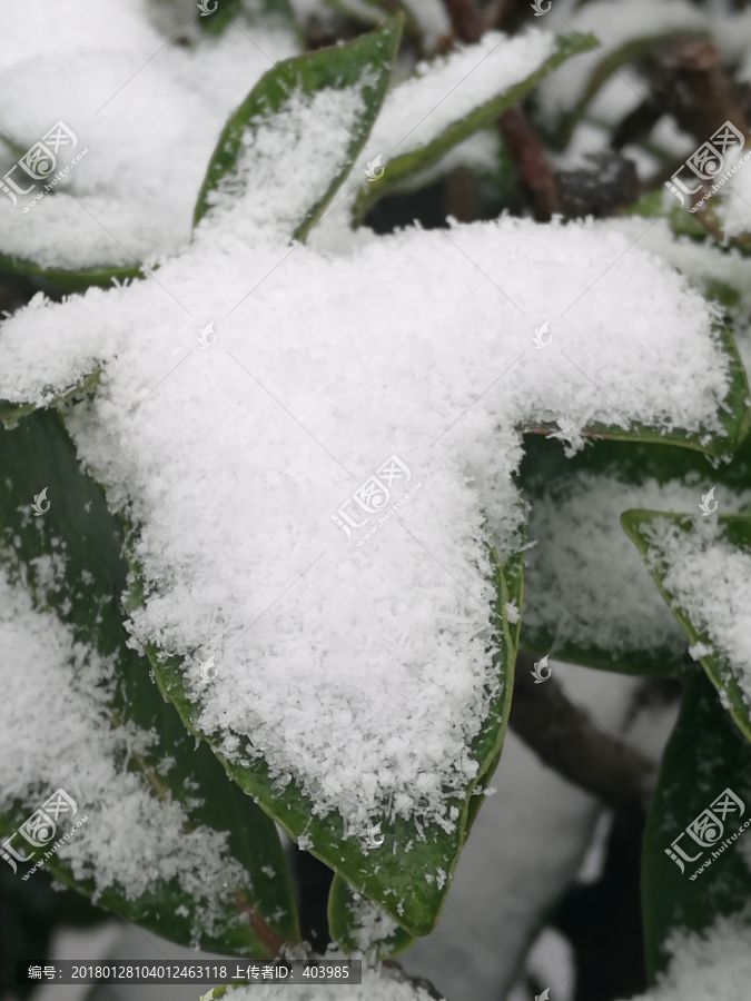 雪中植物