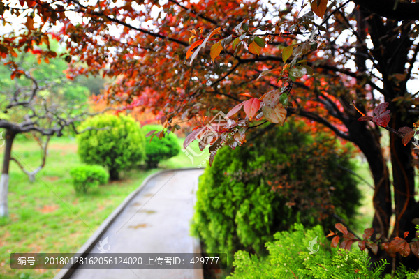 夏日公园风景,公园景观