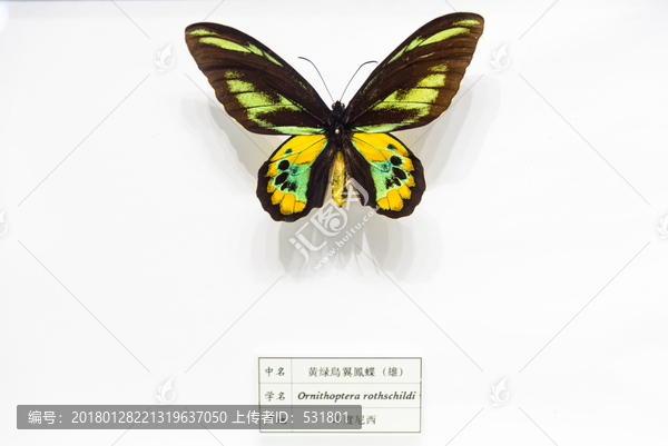 黄绿鸟翼凤蝶,印尼