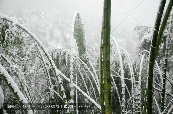 雪景