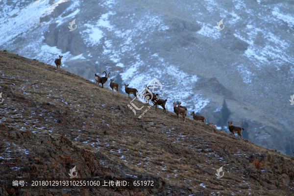 山坡上的北山羊