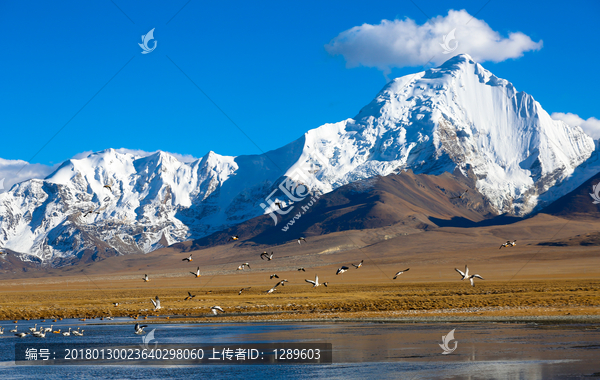 雪山和候鸟