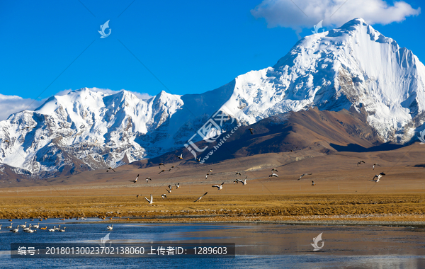 雪山和候鸟