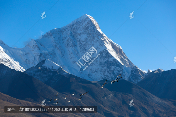 雪山和候鸟