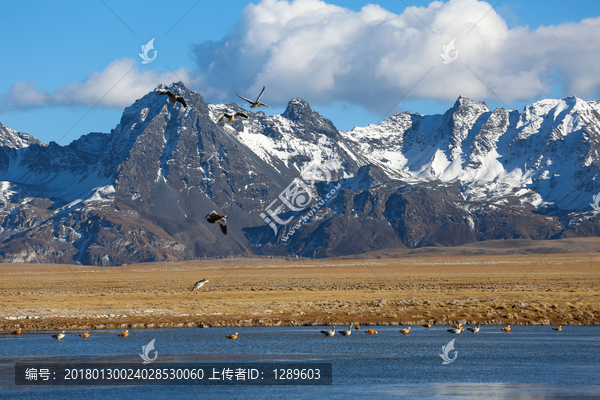 高原湖泊候鸟