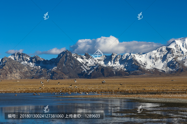 高原湖泊候鸟