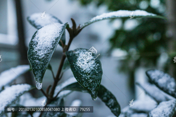 雪景