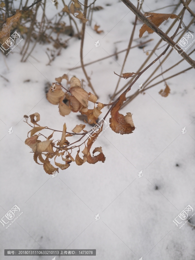 小雪枯枝