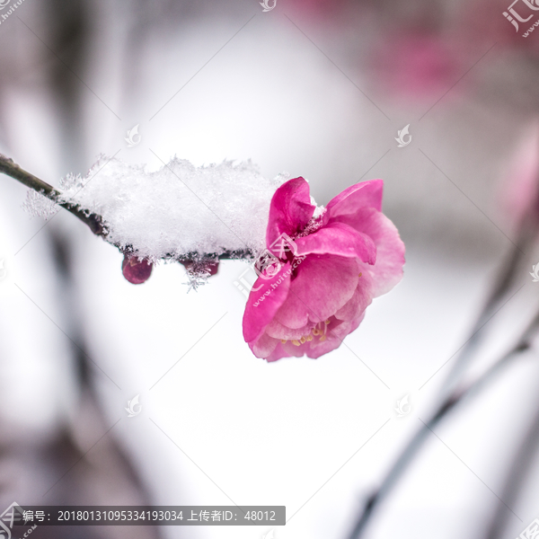 梅花傲雪