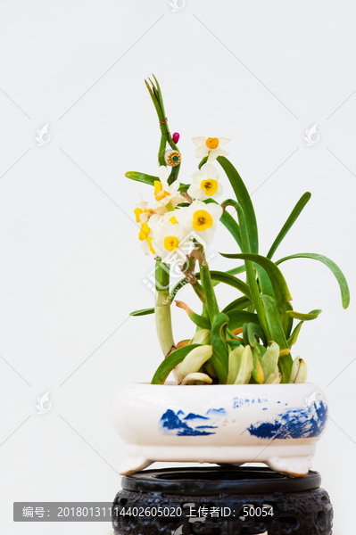 水仙花