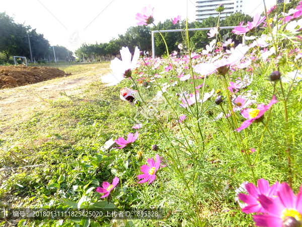 花卉格桑花一角侧面