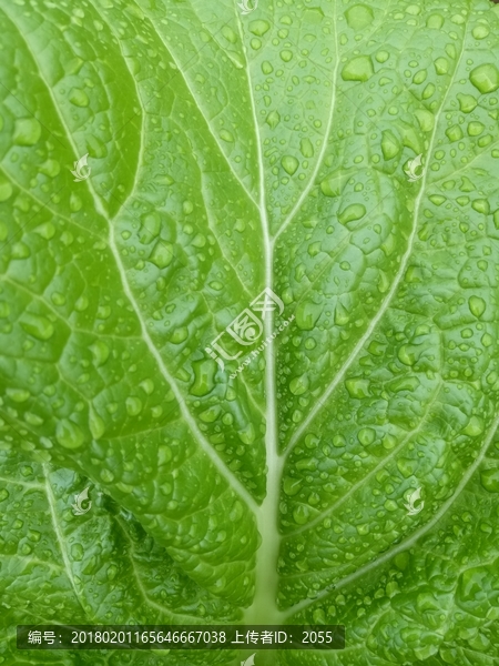 芥菜,芥菜纹