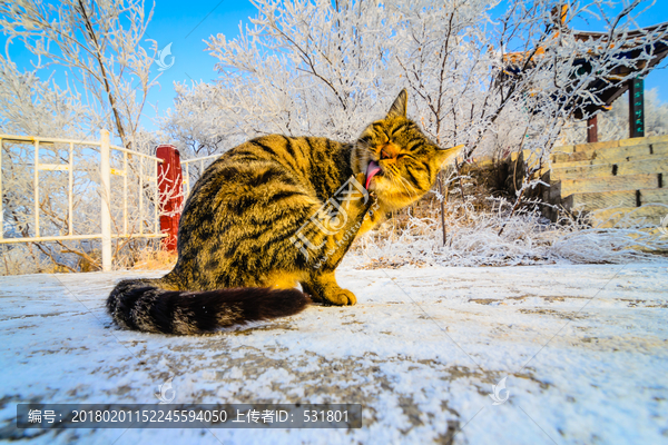 雪地里的猫