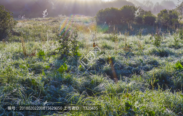 塞罕坝