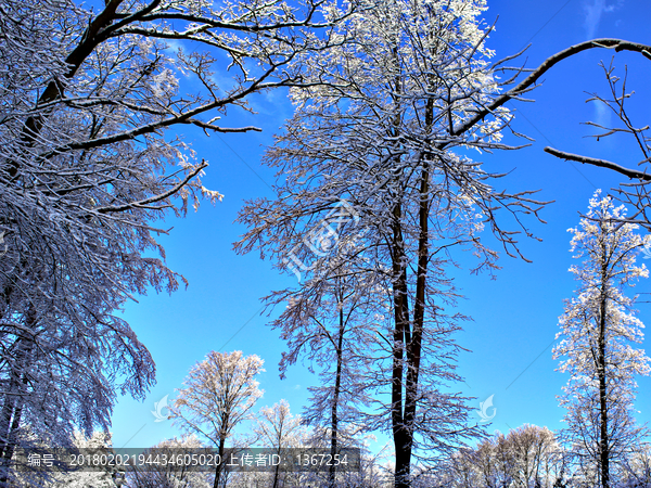 雪天,雪地雪景