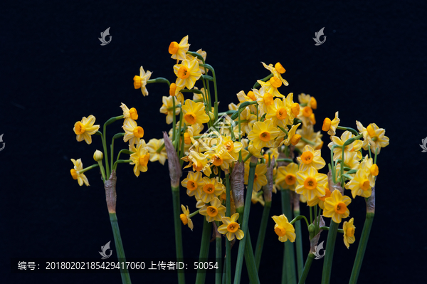 黄色水仙花