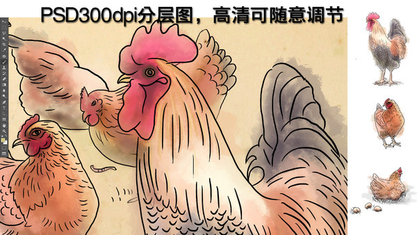 散養(yǎng)土雞插畫
