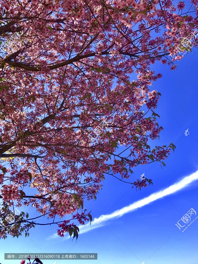 野樱花