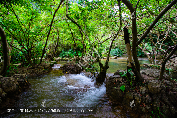 贵州荔波水上森林