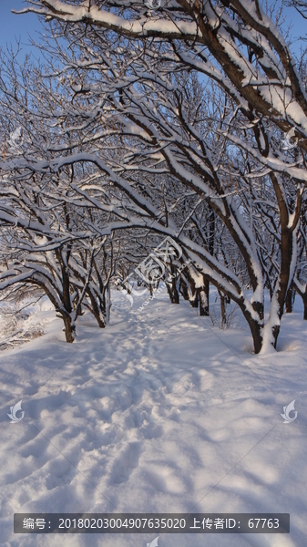 林中雪路