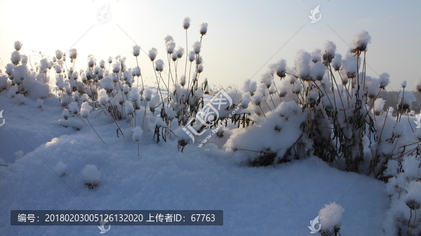 雪地,草花