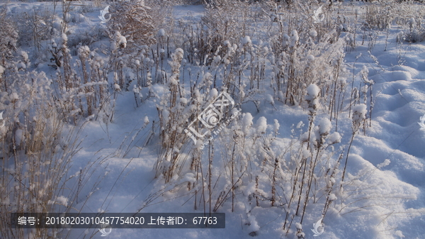 雪地,阳光,雪花