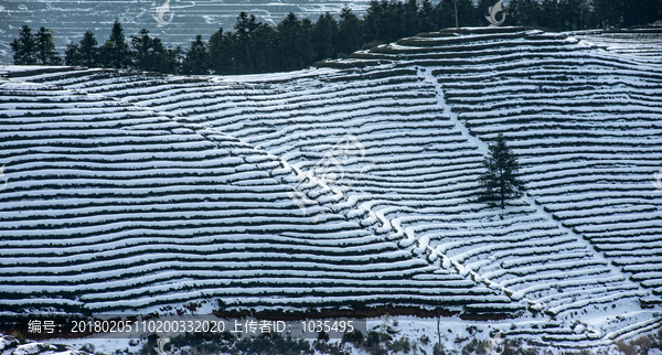 雪后茶园