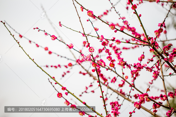 梅花