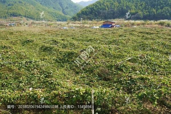 百香果园,百香果地