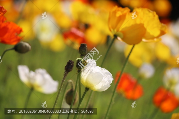 鲜花特写,鲜花盛开