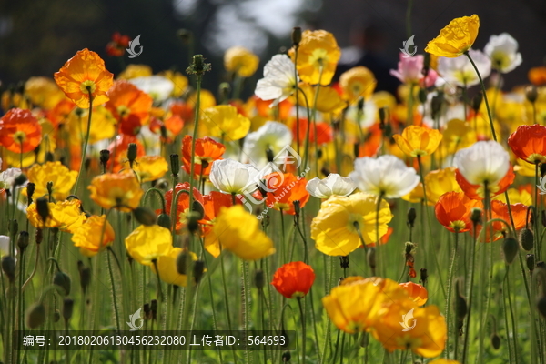 鲜花,繁花似锦