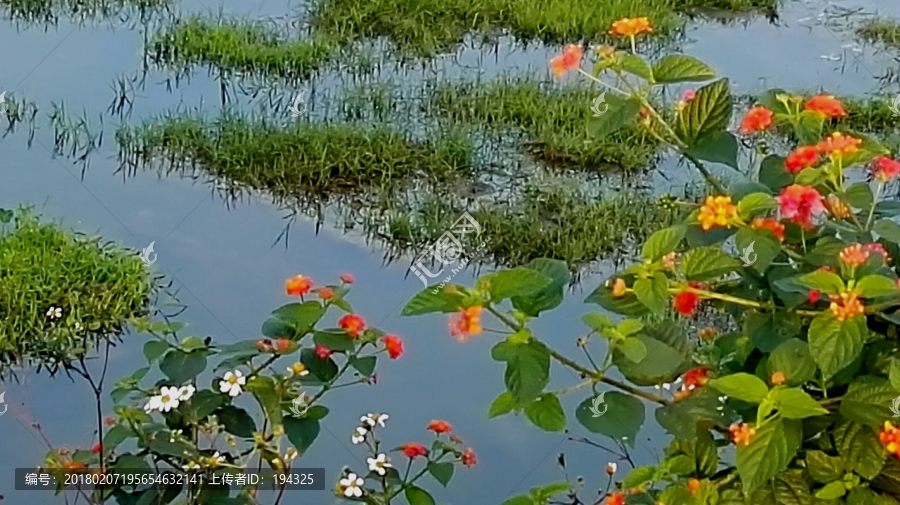 池塘野花