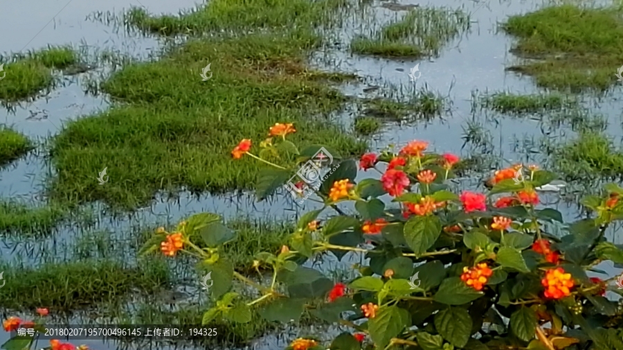 池塘野花