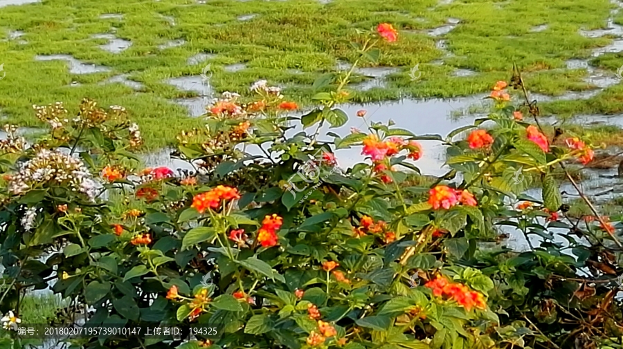 水草野花