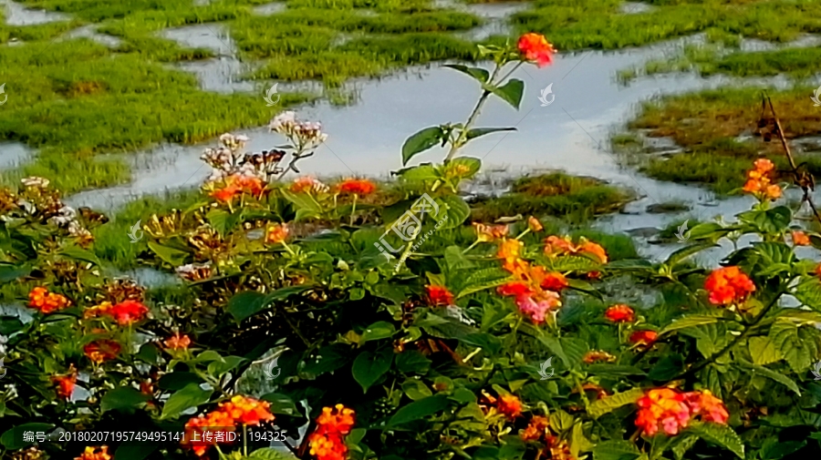 池塘野花